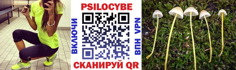 где найти   Петропавловск-Камчатский  Галлюциногенные грибы Cubensis 